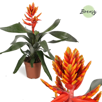 Aechmea 'Pepita Elegant Flames' F00000101