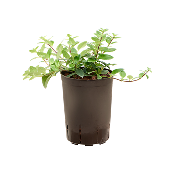 Aeschynanthus lobbianus 1AELOHA01