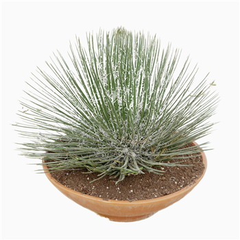Agave geminiflora F00001479