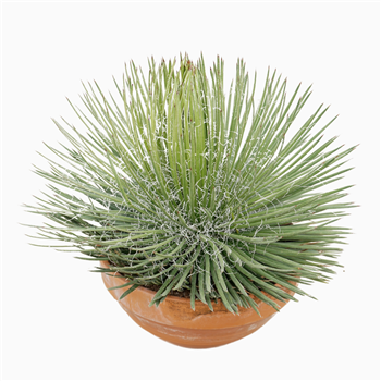 Agave geminiflora F00001478