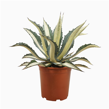 Agave mediopicta alba F00002777