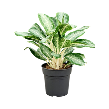 Aglaonema 'Anouk' 4AGANBU24