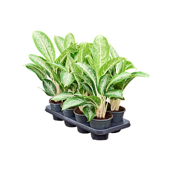 Aglaonema 'Anouk' 8/tray 4AGANBP14