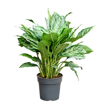 Aglaonema 'Chantal' 4AGCHBU27