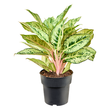 Aglaonema 'Chartreuse Pretty' 4AGCPBU19