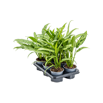 Aglaonema 'Cutlass' 6/tray 4AGCUBU03
