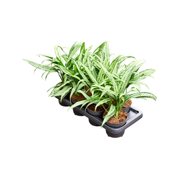 Aglaonema 'Cutlass' 7/tray 4AGCUTU14