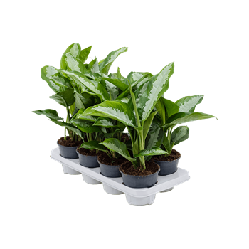 Aglaonema 'Diamond Bay' 8/tray 4AGDIBP14