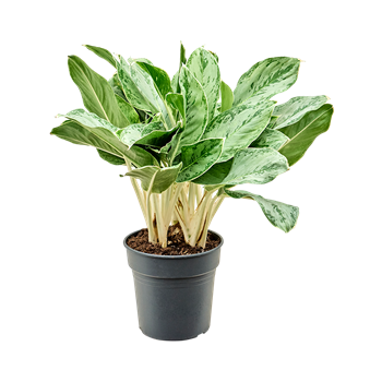 Aglaonema 'Horizon' 4AGHOBU24