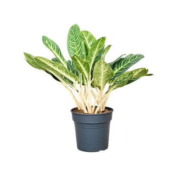 Aglaonema 'Key Lime' 4AGKLTU10