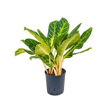 Aglaonema 'Key lime' 1AGKETU10