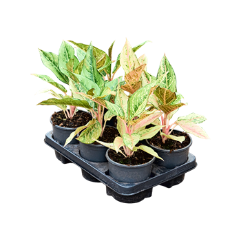 Aglaonema 'Lucky' 6/tray 4AGLUBP13