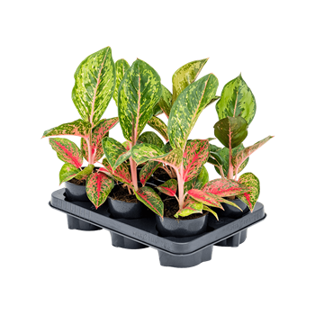 Aglaonema 'Paradise Red' 6/tray 4AGPRBP12