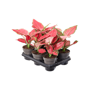 Aglaonema 'Red Joy' 6/tray 4AGRJBP12