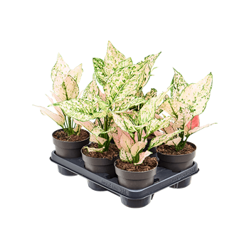 Aglaonema 'Rosy' 6/tray 4AGROBP12