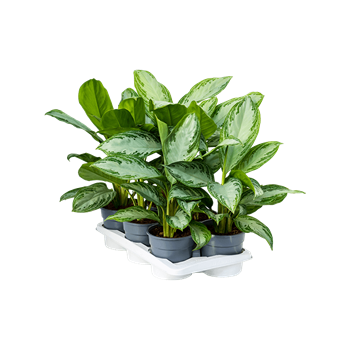 Aglaonema 'Silver Bay' 6/tray 4AGSBBU17