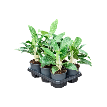 Aglaonema 'Snow White' 6/tray 4AGSWBP13