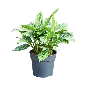 Aglaonema 'Stripes' 4AGSTBU35