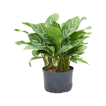 Aglaonema 'Stripes' 1AGSTTU30