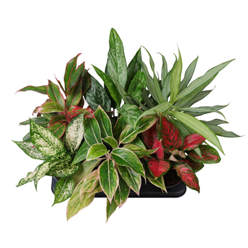 Aglaonema mix F00000915