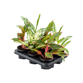 Aglaonema mix 6/tray 4AGMIBP12