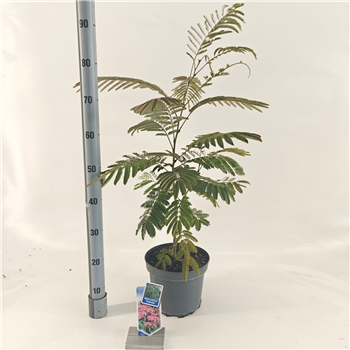 Albizia julibrissin F00005747