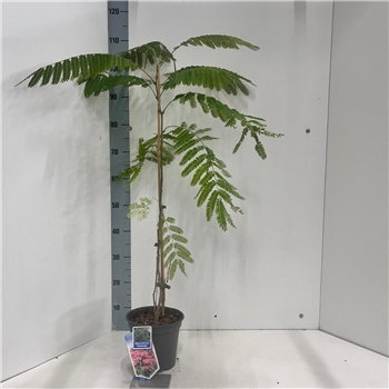 Albizia julibrissin F00005746
