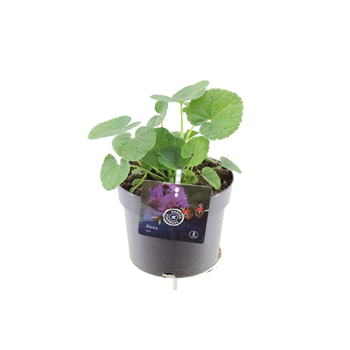 Alcea rosea 'Chart Double Rose' F00004745