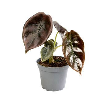 Alokazija 'Cuprea Red' F00004137