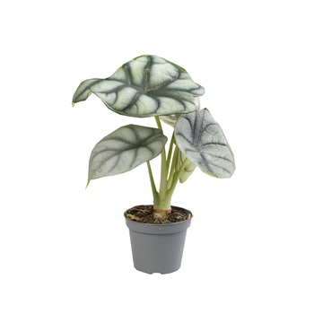 Alokazija 'Silver Dragon' F00004136