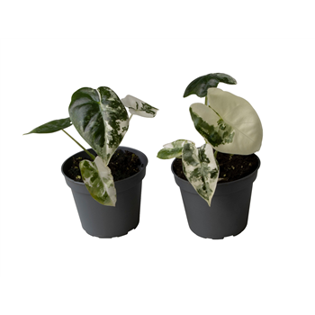 Alokazija Frydek Variegata F00000878