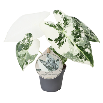 Alokazija Frydek Variegata F00004139