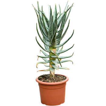 Aloe dichotoma 5ALDIKK85