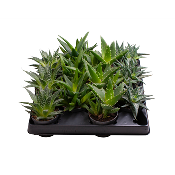 Aloe gemengd F00001988