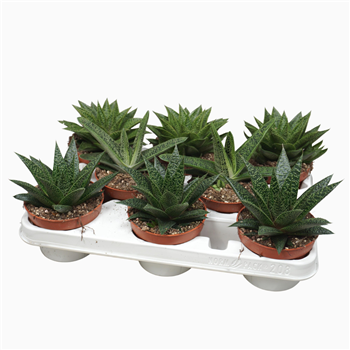 Aloë/Haworthia mix F00002684