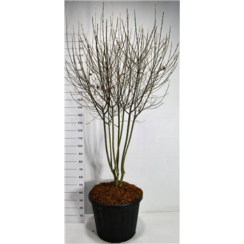 Amelanchier canadensis 'Rainbow Pillar' F00006280