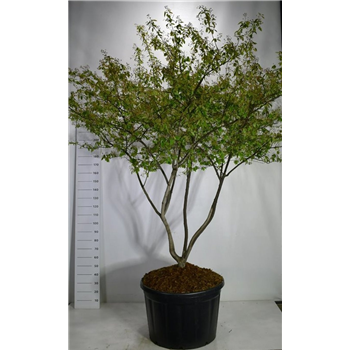Amelanchier lamarckii F00006043