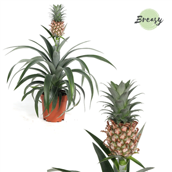 Ananas Mi Amigo F00000112