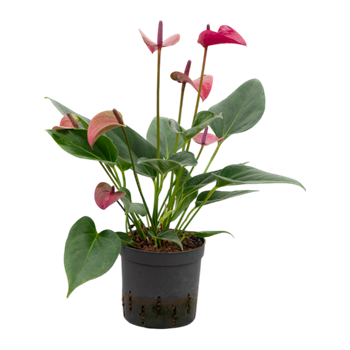 Anthurium andraeanum 'Cirano' 2ANCIBP13
