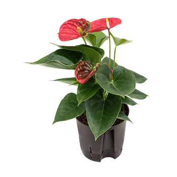 Anthurium andraeanum 'Sierra' 2ANSIBP05