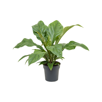 Anthurium elipticum 'Jungle Bush' 4ANJBBU21