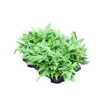 Arachniodes aristata 'Variegata' 6/tray 4ARVABP12