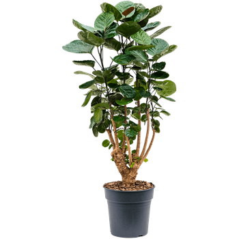Aralia (Polyscias) 'Fabian' 4POFAVT23