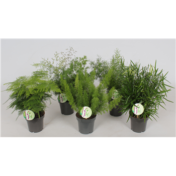 Asparagus mix F00002822