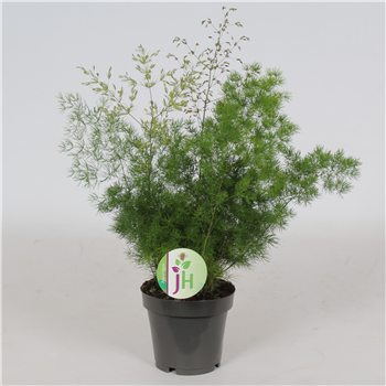 Asparagus umbellatus Myriocladus F00001230