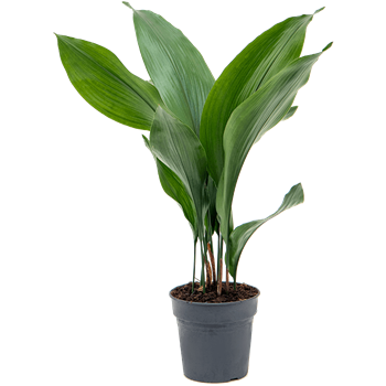 Aspidistra elatior 4ASELBP15