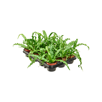 Asplenium antiquum 'Osaka' 12/tray 4ASPOBP60