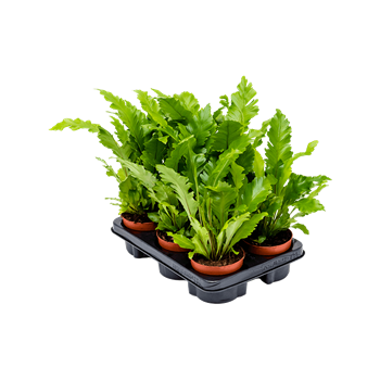 Asplenium nidus 'Campio' 6/tray 4ASCABP12