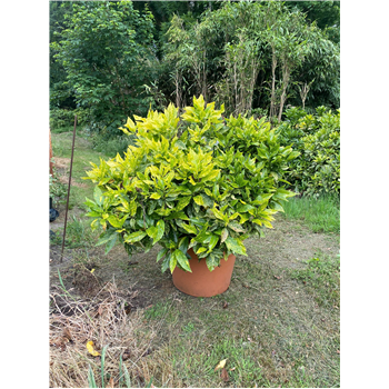 Aucuba japonica F00005418