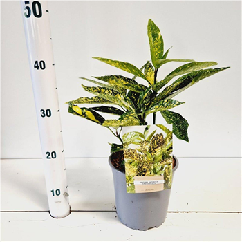 Aucuba japonica 'Crotonifolia' F00005753